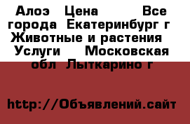 Алоэ › Цена ­ 150 - Все города, Екатеринбург г. Животные и растения » Услуги   . Московская обл.,Лыткарино г.